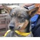 Riecke, Pinscher-Mischlingshündin - Hündin