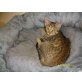 Rieke, Babykätzchen - Katze