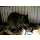 Riesen Hamsterratte - männlich