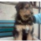 Riesenschnauzer-BernerSennen-Schäferhund-Labr Welpen - Hündin
