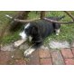 Riesenschnauzer-BernerSennen-Schäferhund-Labr Welpen - Rüde