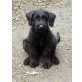 Riesenschnauzer Welpen - Rüde