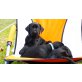 Riesenschnauzer Welpen - Rüde