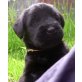 Riesenschnauzer - nur noch 1 Rüde !!! , Riesenschnauzer Welpen - Rüde