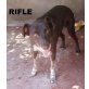 Rifle, Jagdhund-Mischling - Rüde