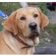 Rigan, Labradormix - Rüde