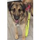 Rigodon, liebevoller Herdenschutzhund Mischling - Rüde