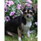 Rihanna, Chihuahua kurzhaariger Schlag - Hündin