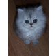 Rihanna, Perser - Katze