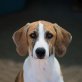 Rika, Beagle-Mischling Welpen - Hündin
