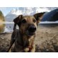 Rika, Mischling - Hündin