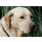 Rike, Labrador Retriever - Hündin