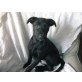 Riki, Labradormix Welpen - Rüde