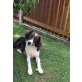 Riki sucht neues Zuhause - Rüde