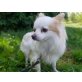 Riky, Chihuahua langhaariger Schlag - Rüde