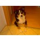 Riley, Australian Shepherd Dog - Rüde