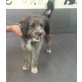 Ringo, Hundejunge Ringo - Rüde