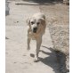 Ringo!, Labrador auf Familienjagd! - Rüde
