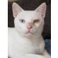 Ringo, Mischling - Kater