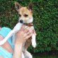 Ringo in Deutschland ist ein kleiner...., Mischling - Rüde
