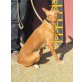 Ringo,sehr lieb, Podenco - Rüde