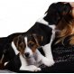 Ringo und Magnum, Jack-Russell-Terrier Welpen - Rüde