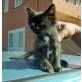 Rino, Langhaar-Mix - Kater
