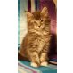 Rio, Maine Coon - Kater