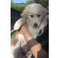 Rio, Maremmaner Hirtenhund Welpen - Rüde