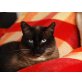 Rionda, Siamesen - Kater