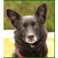 Rippley, Mini-Schäfer-Mix - Hündin