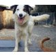 Risco, Border-Collie-Mix - Rüde