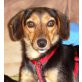 Rita 5, Pinscher Mischling - Hündin