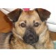 Rita, Mix - Hündin