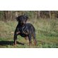 Rita  junge Rottweilerin, Rottweiler - Hündin