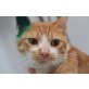 Rita, liebe Schmusekatze - Katze
