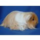 Rizzibizzi, Sheltie - männlich