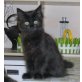 Ro-Lex, Maine Coon - Kater