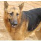 Robby, Deutscher Schäferhund - Rüde