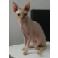 Robby, Don Sphynx - Kater