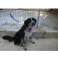 Robby, lebhafter Sportler sucht, Border Collie - Münsterländer Mix - Rüde