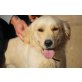 Rober,, toller Familienhund - Rüde