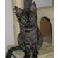 Robert, Europäische Kurzhaarkatze - Kater