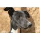 Robert, Galgo Español Welpen - Rüde