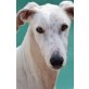 Robert,kastr.,sehr verschmuster &katzenvertr., Galgo Español - Rüde