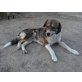 Robert - kinderlieb,freundl,menschenbezogen, hunde/katzenverträgl, Mischling - Rüde