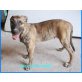 Roberto, Galgo-Mischling Welpen - Rüde