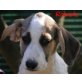 Roberto ist noch übrig geblieben, Labrador-Mix - Rüde
