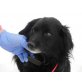 Robie, Spaniel-Spitz-Mischlingsrüde - Rüde