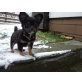 Robin, Chihuahua langhaariger Schlag - Rüde